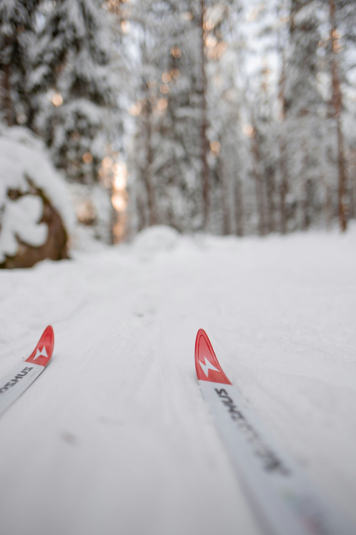 Langrend i Norge: De 8 Bedste Destinationer Og Komplet Guide